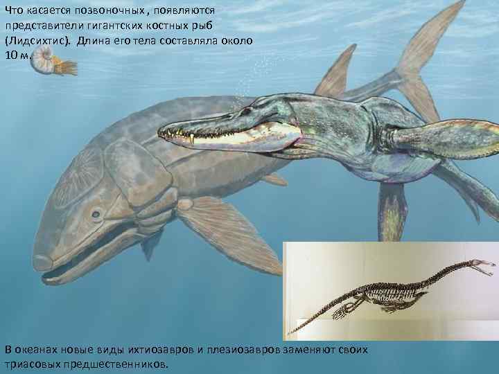 Что касается позвоночных , появляются представители гигантских костных рыб (Лидсихтис). Длина его тела составляла