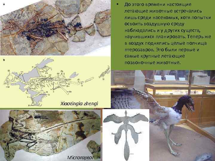  • Xiaotingia zhengi Microraptor До этого времени настоящие летающие животные встречались лишь среди