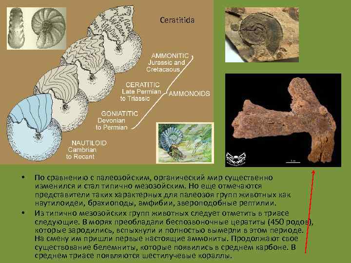 Ceratitida • • По сравнению с палеозойским, органический мир существенно изменился и стал типично