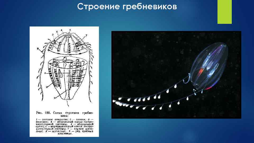 Строение гребневиков 