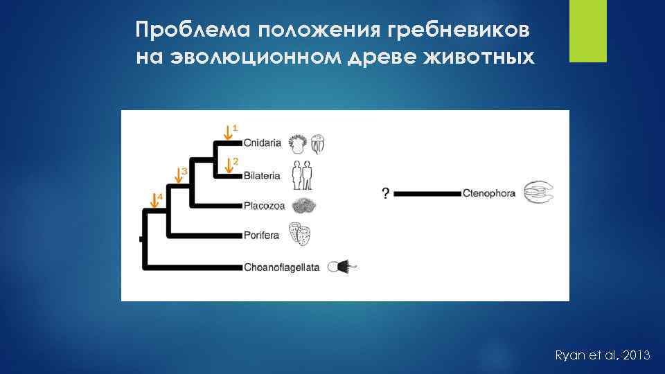 Проблема положения гребневиков на эволюционном древе животных Ryan et al, 2013 