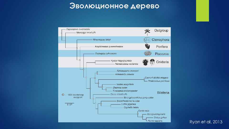 Эволюционное дерево 