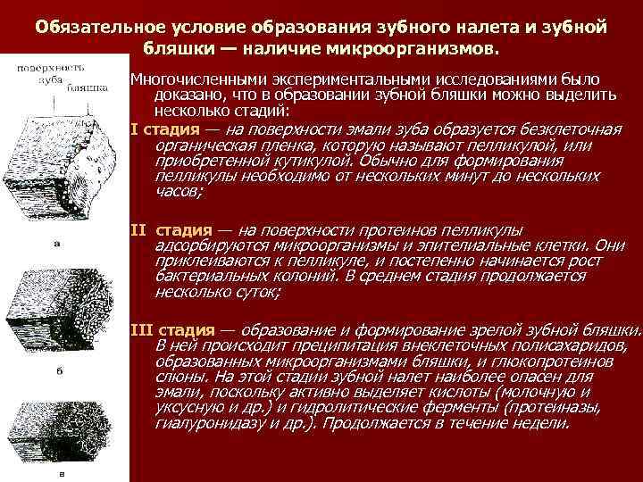 Обязательное условие образования зубного налета и зубной бляшки — наличие микроорганизмов. Многочисленными экспериментальными исследованиями