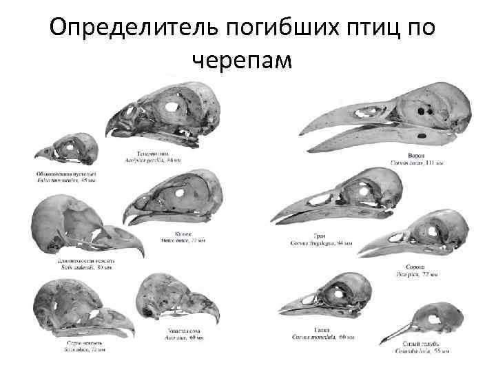 Определитель погибших птиц по черепам 