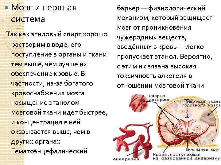  Мозг и нервная система Так как этиловый спирт хорошо растворим в воде, его