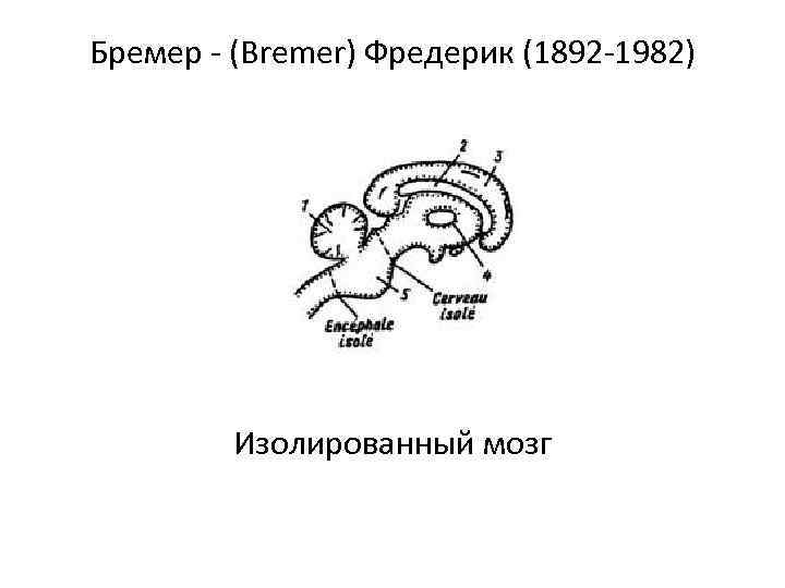 Бремер (Bremer) Фредерик (1892 1982) Изолированный мозг 