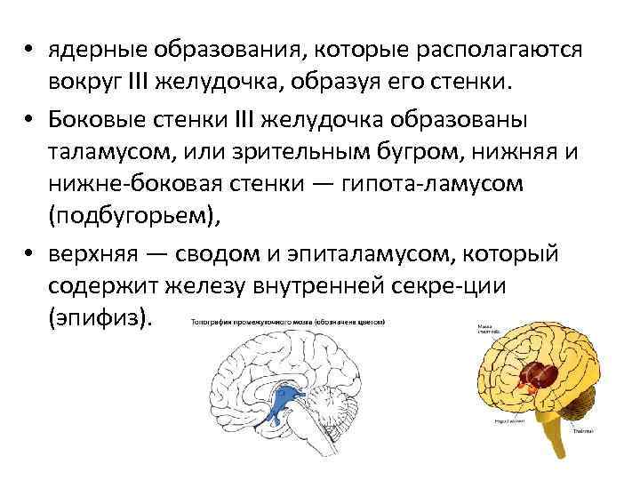  • ядерные образования, которые располагаются вокруг III желудочка, образуя его стенки. • Боковые