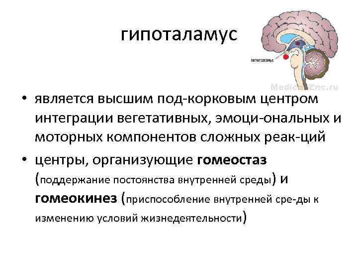 гипоталамус • является высшим под корковым центром интеграции вегетативных, эмоци ональных и моторных компонентов