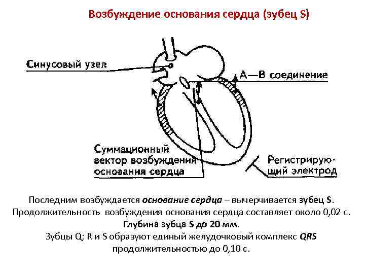 Возбуждение основания сердца (зубец S) Последним возбуждается основание сердца – вычерчивается зубец S. Продолжительность