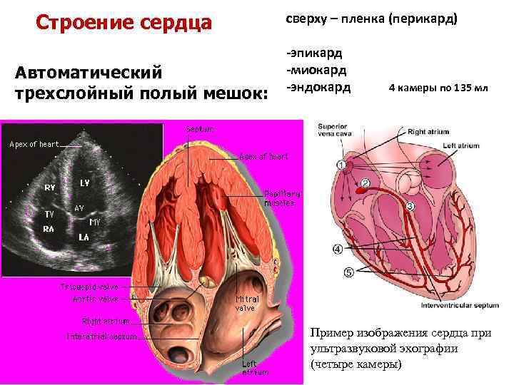 Строение сердца Автоматический трехслойный полый мешок: сверху – пленка (перикард) -эпикард -миокард -эндокард 4