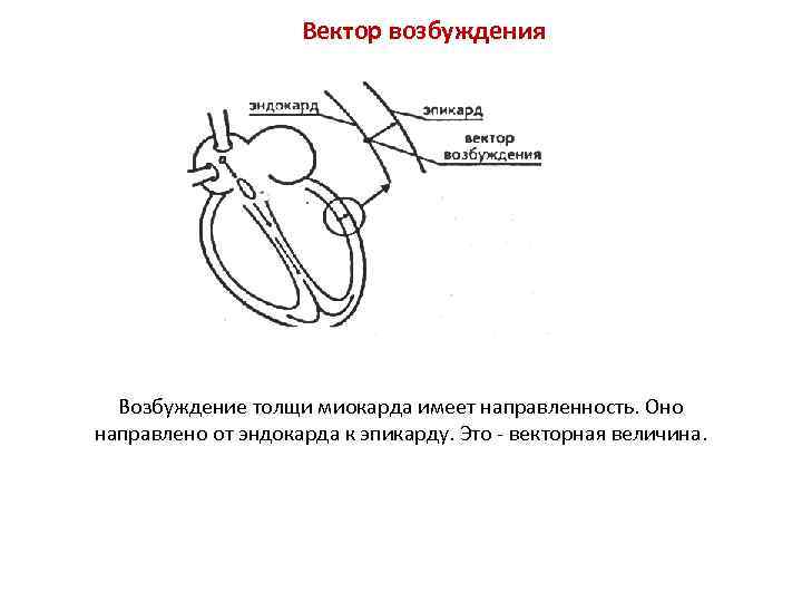 Вектор возбуждения Возбуждение толщи миокарда имеет направленность. Оно направлено от эндокарда к эпикарду. Это