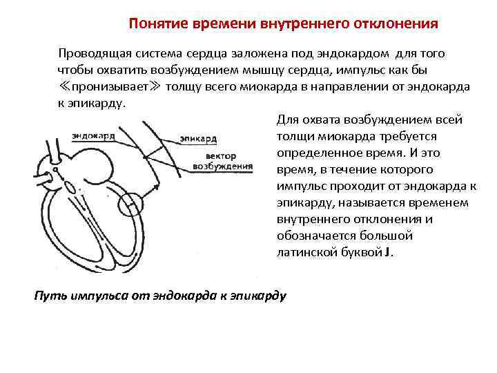 Понятие времени внутреннего отклонения Проводящая система сердца заложена под эндокардом для того чтобы охватить