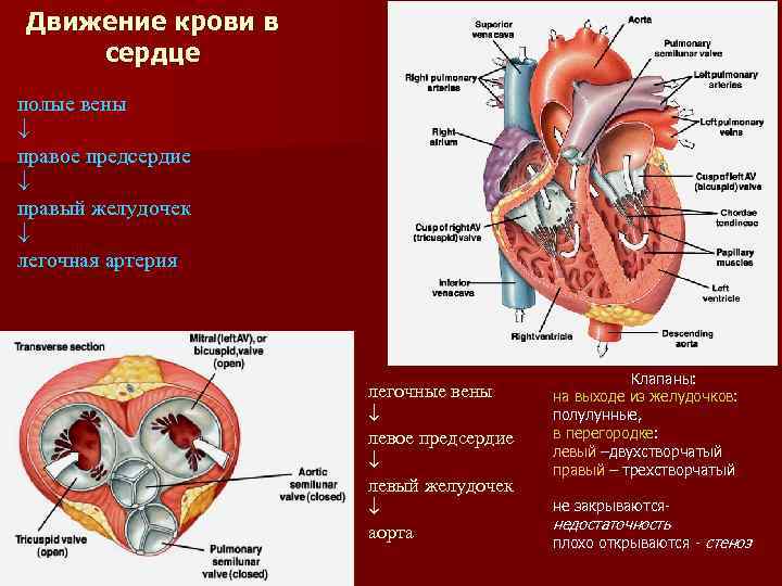 Левое предсердие какая. Движение крови из предсердия в желудочек. У человека в правое предсердие поступает кровь из. Кровь из правого желудочка поступает в. Что поступает в правое предсердие у человека.