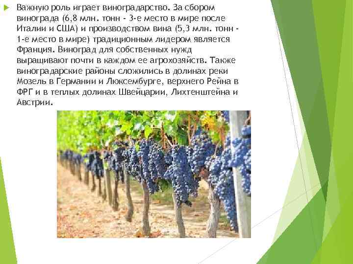  Важную роль играет виноградарство. За сбором винограда (6, 8 млн. тонн - 3