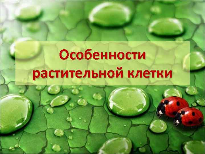 Особенности растительной клетки 