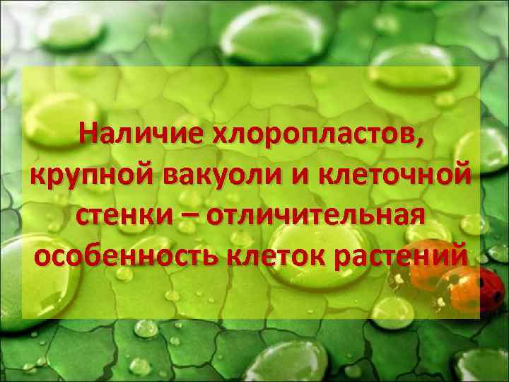 Наличие хлоропластов, крупной вакуоли и клеточной стенки – отличительная особенность клеток растений 