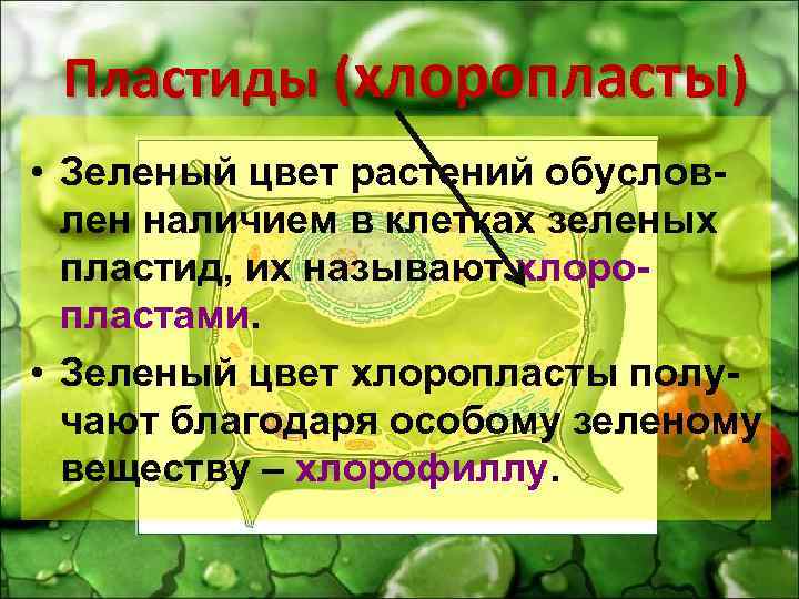 Пластиды (хлоропласты) • Зеленый цвет растений обусловлен наличием в клетках зеленых пластид, их называют