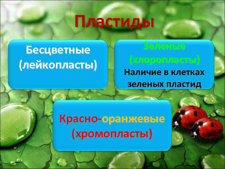Пластиды Бесцветные (лейкопласты) Зеленые (хлоропласты) Наличие в клетках зеленых пластид Красно-оранжевые (хромопласты) 