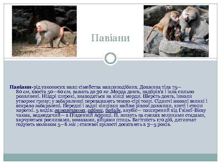 Павіани-рід узконосих мавп сімейства мавпоподібних. Довжина тіла 75— 80 см, хвоста 50— 60 см,