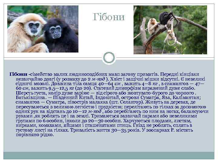 Гібони -сімейство малих людиноподібних мавп загону приматів. Передні кінцівки незвичайно довгі (у розмаху до