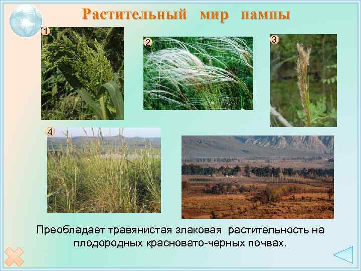 Растительный мир пампы 1 2 3 4 Преобладает травянистая злаковая растительность на плодородных красновато-черных