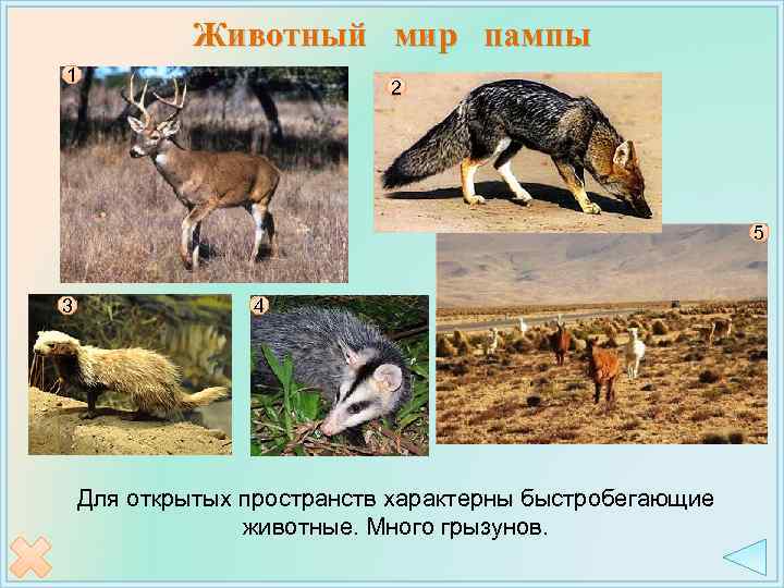 Животный мир пампы 1 2 5 3 4 Для открытых пространств характерны быстробегающие животные.
