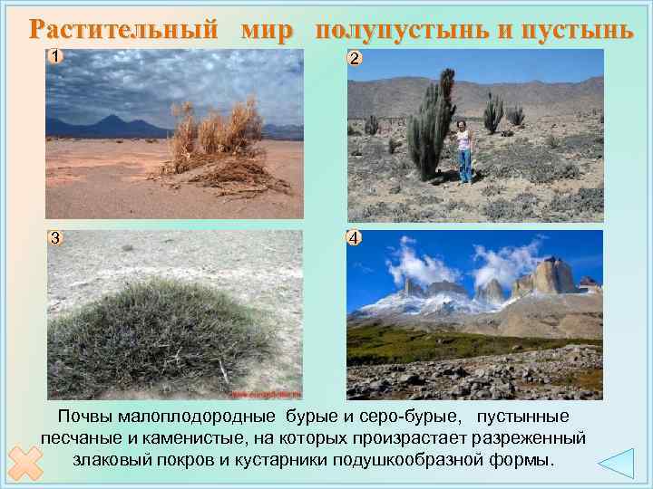 Растительный мир полупустынь и пустынь 1 2 3 4 Почвы малоплодородные бурые и серо-бурые,
