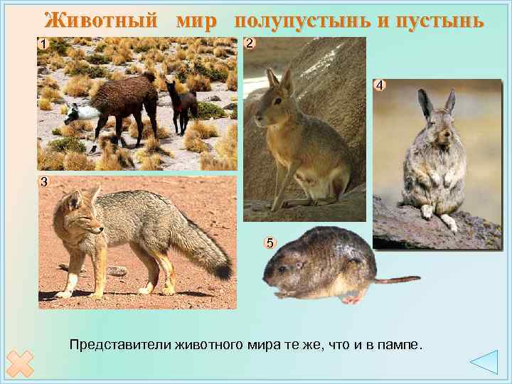 Животный мир полупустынь и пустынь 1 2 4 3 5 Представители животного мира те