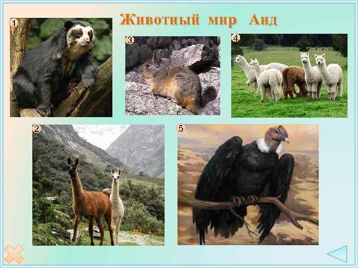 Животный мир Анд 1 4 3 2 5 
