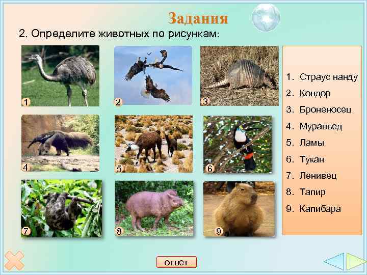 Задания 2. Определите животных по рисункам: 1. Страус нанду 1 2. Кондор 3 2