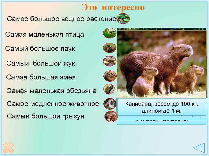 Это интересно Самое большое водное растение Самая маленькая птица Самый большое паук Самый большой