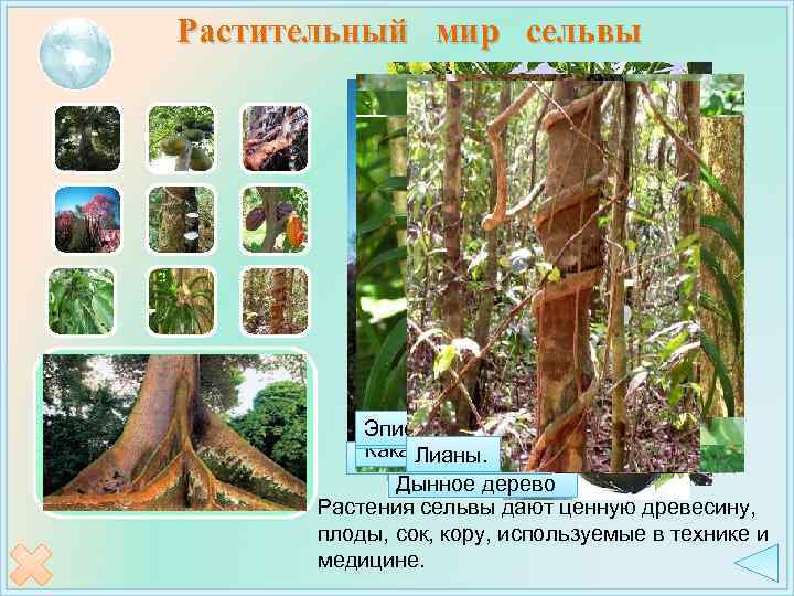 Растительный мир сельвы Высокие деревья имеют утолщённые разросшиеся корни (досковидные), помогающие растению поддерживать прочную