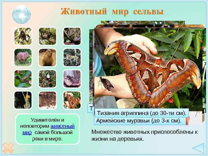 Животный мир сельвы Удивителен и неповторим животный мир самой большой реки в мире. Ягуар.