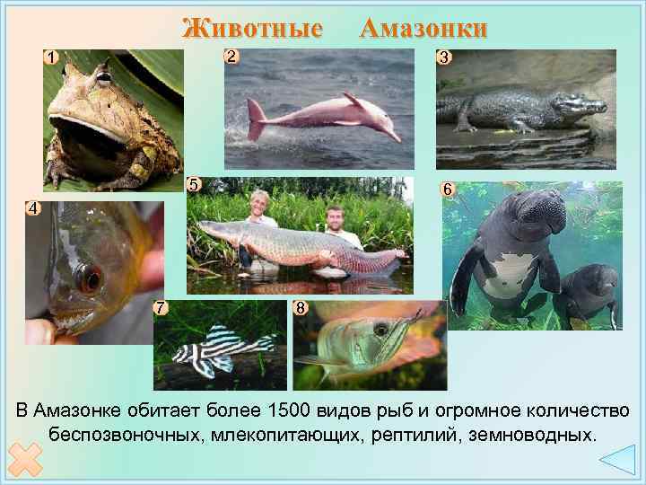 Животные 2 1 Амазонки 3 5 6 4 7 8 В Амазонке обитает более