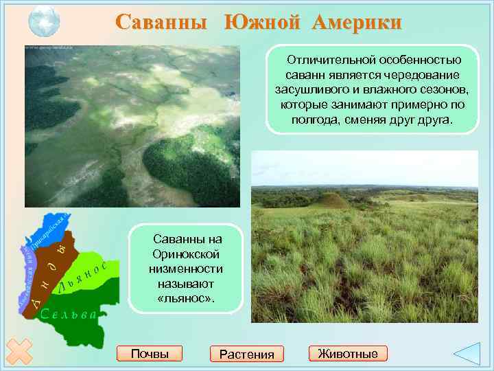 Саванны Южной Америки Отличительной особенностью саванн является чередование засушливого и влажного сезонов, которые занимают