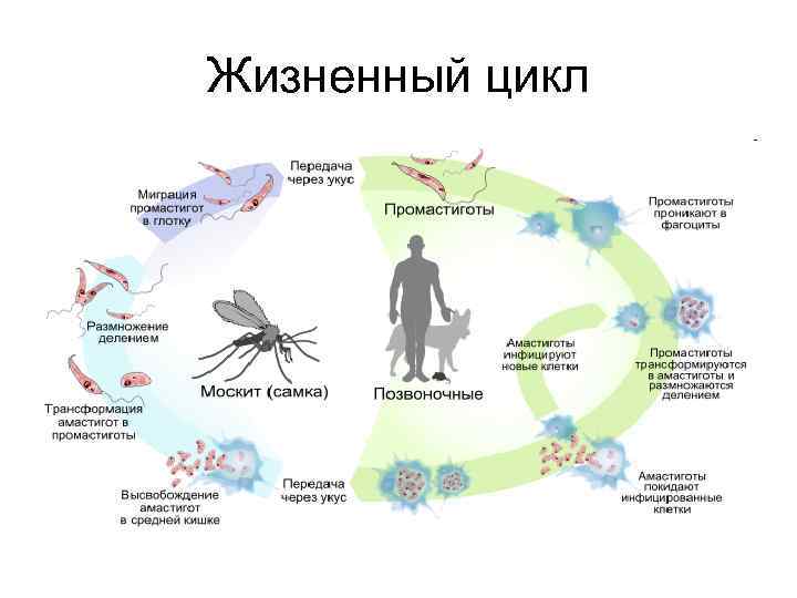 Схемы жизненного цикла простейших