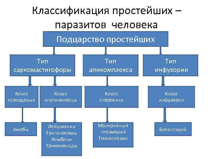 Классификация простейших – паразитов человека Подцарство простейших Тип саркомастигофоры Класс саркодовые Амебы Тип апикомплекса