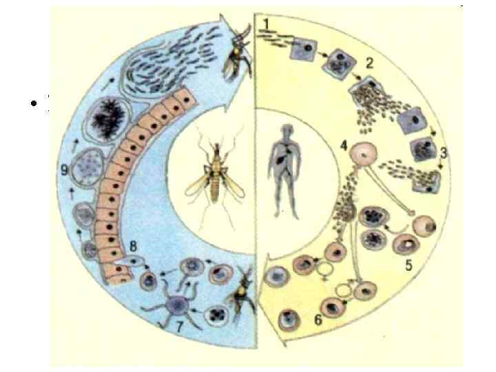 Можно ли считать человека окончательным хозяином малярийного. Протозоология. Медицинская протозоология. Малярийный плазмодий систематика. Частная протозоология микробиология.