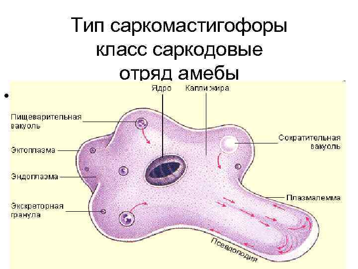 Тип саркомастигофоры класс саркодовые отряд амебы • Обитают в почве, пресных водоемах, примитивные простейшие,