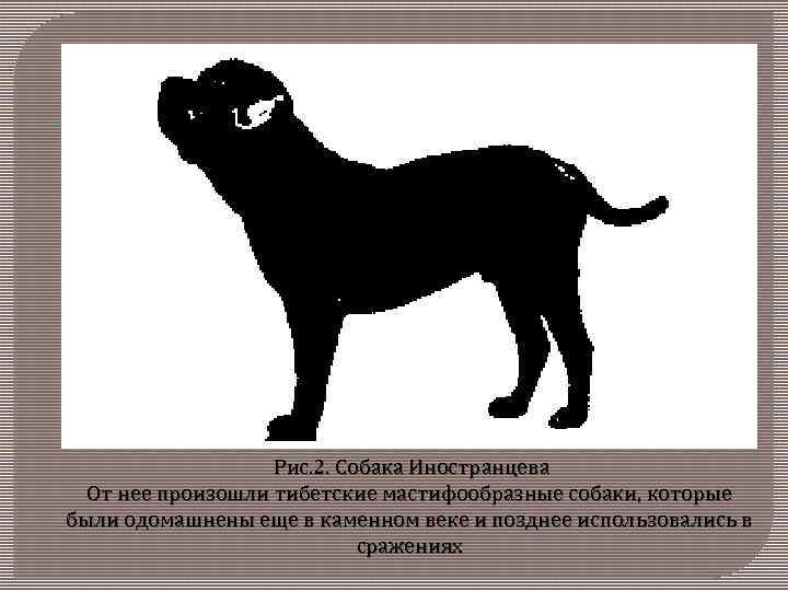 Рис. 2. Собака Иностранцева От нее произошли тибетские мастифообразные собаки, которые были одомашнены еще