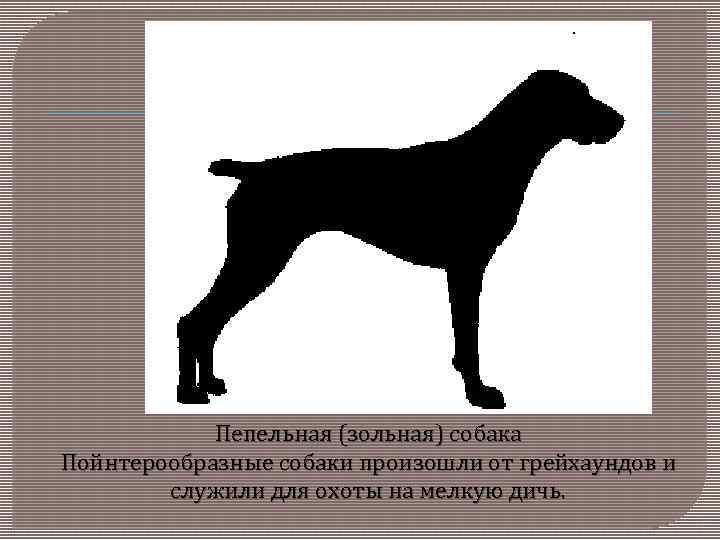Пепельная (зольная) собака Пойнтерообразные собаки произошли от грейхаундов и служили для охоты на мелкую