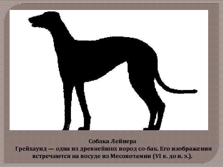 Собака Лейнера Грейхаунд — одна из древнейших пород со бак. Его изображения встречаются на