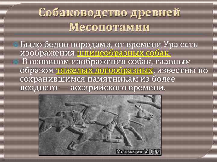 Собаководство древней Месопотамии Было бедно породами, от времени Ура есть изображения шпицеобразных собак. В