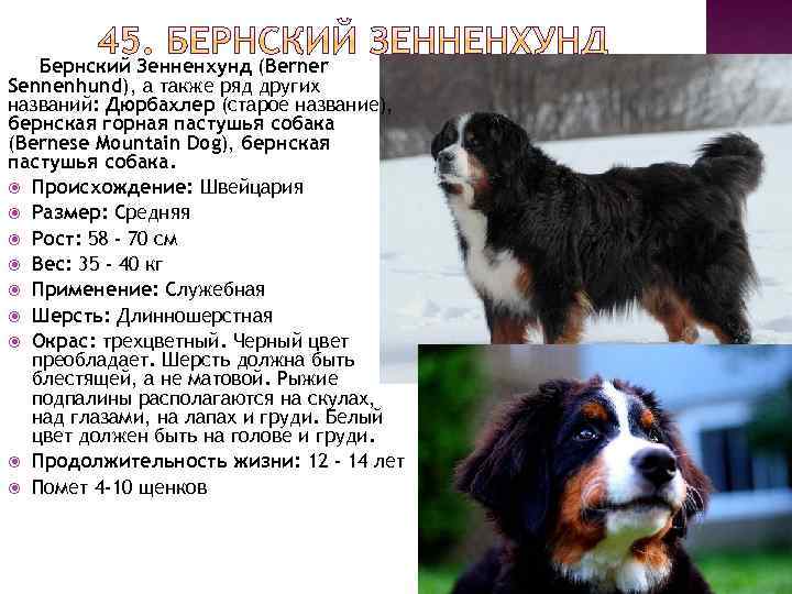 Бернский Зенненхунд (Berner Sennenhund), а также ряд других названий: Дюрбахлер (старое название), бернская горная