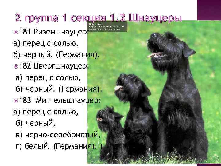 2 группа 1 секция 1. 2 Шнауцеры 181 Ризеншнауцер: а) перец с солью, б)