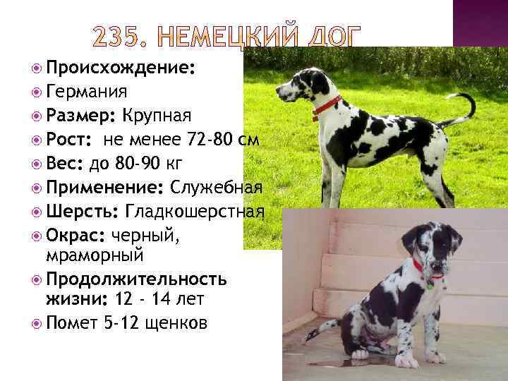 немецкий дог