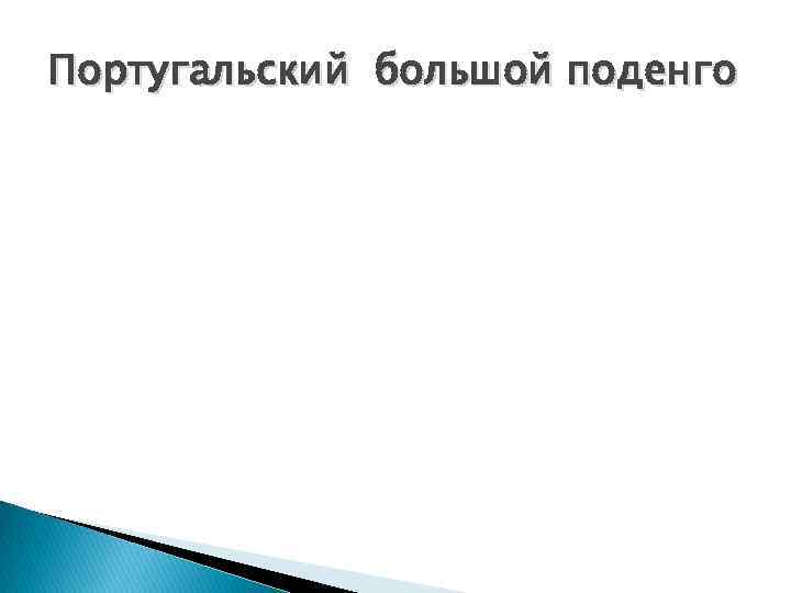 Португальский большой поденго 