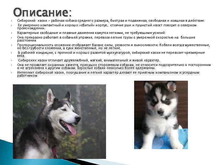  Описание: Сибирский хаски – рабочая собака среднего размера, быстрая и подвижная, свободная и