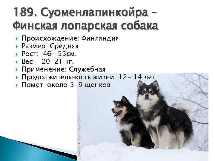 189. Суоменлапинкойра – Финская лопарская собака Происхождение: Финляндия Размер: Средняя Рост: 46 - 53