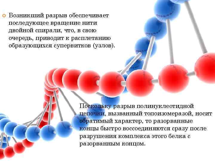  Возникший разрыв обеспечивает последующее вращение нити двойной спирали, что, в свою очередь, приводит